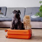 alt="Um cão e um gato estão sentados em cima de uma mala laranja."