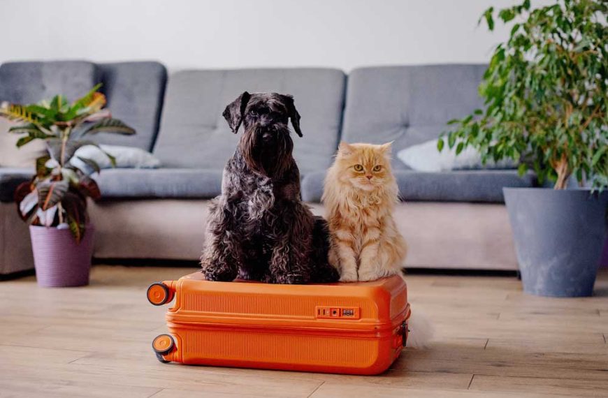 alt="Um cão e um gato estão sentados em cima de uma mala laranja."