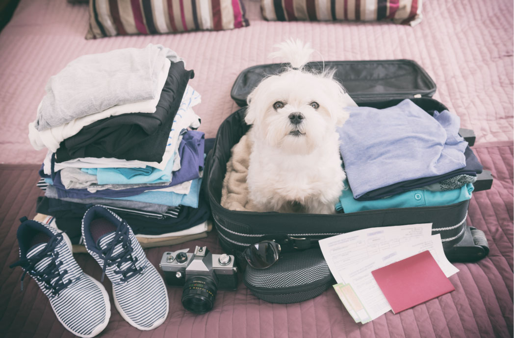 dicas-para-viajar-com-seu-pet.jpg
