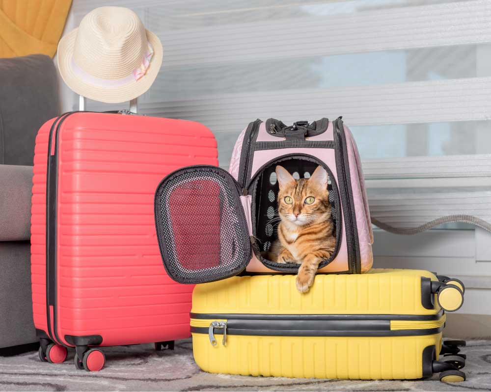 Um gato está em uma gaiola de transporte dentro de um conjunto de malas com um chapéu de palha.