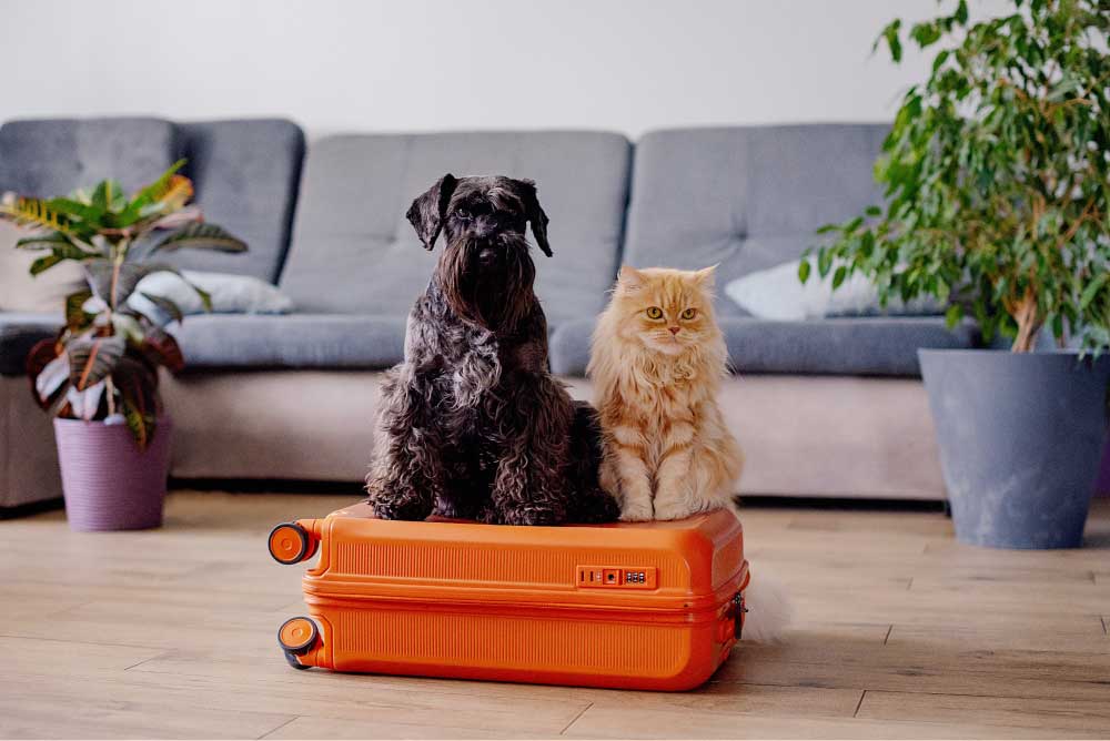 Um cão e um gato estão sentados em cima de uma mala laranja.